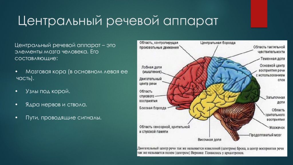 Центр речи в мозге человека