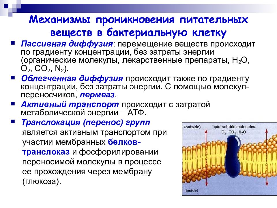 Как используются пищевые вещества попавшие в клетку. Механизмы проникновения питательных веществ в бактериальную клетку. Механизмы транспорта питательных веществ в микробную клетку. Механизм переноса питательных веществ в бактериальную клетку. Механизмы проникновения питательных веществ в клетку.