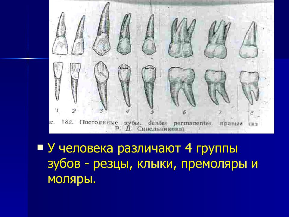 Премоляры и моляры предназначены для у млекопитающих. Резец клык моляр премоляр. Зубы анатомия резцы клыки. Резцы клыки премоляры моляры анатомия. Зубы: резцы, клыки, коренные зубы..