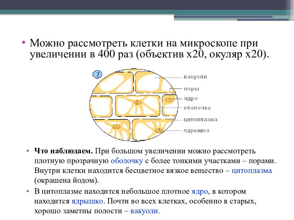 Изучение кожицы чешуи. Рассматривание препарата кожицы чешуи лука. Клетка кожицы чешуи луковицы лука. Строение клетки кожицы чешуи лука. Клетки кожицы на чешуях лука лабораторная работа 5 класс.