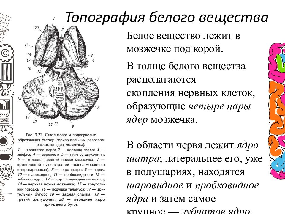 Серое вещество в мозжечке. Ядра серого вещества мозжечка. Функции белого вещества мозжечка. Топография серого и белого вещества мозжечка. Топография и функция ядер серого вещества.