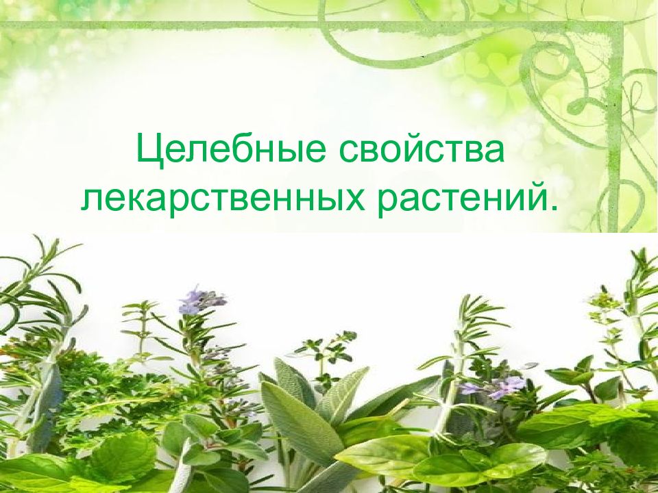 Презентация medicinal plants