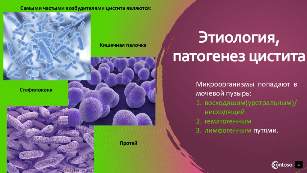 Является наиболее частой причиной. Возбудители хронического цистита. Цистит этиология. Цистит патогенез. Цистит этиология и патогенез.