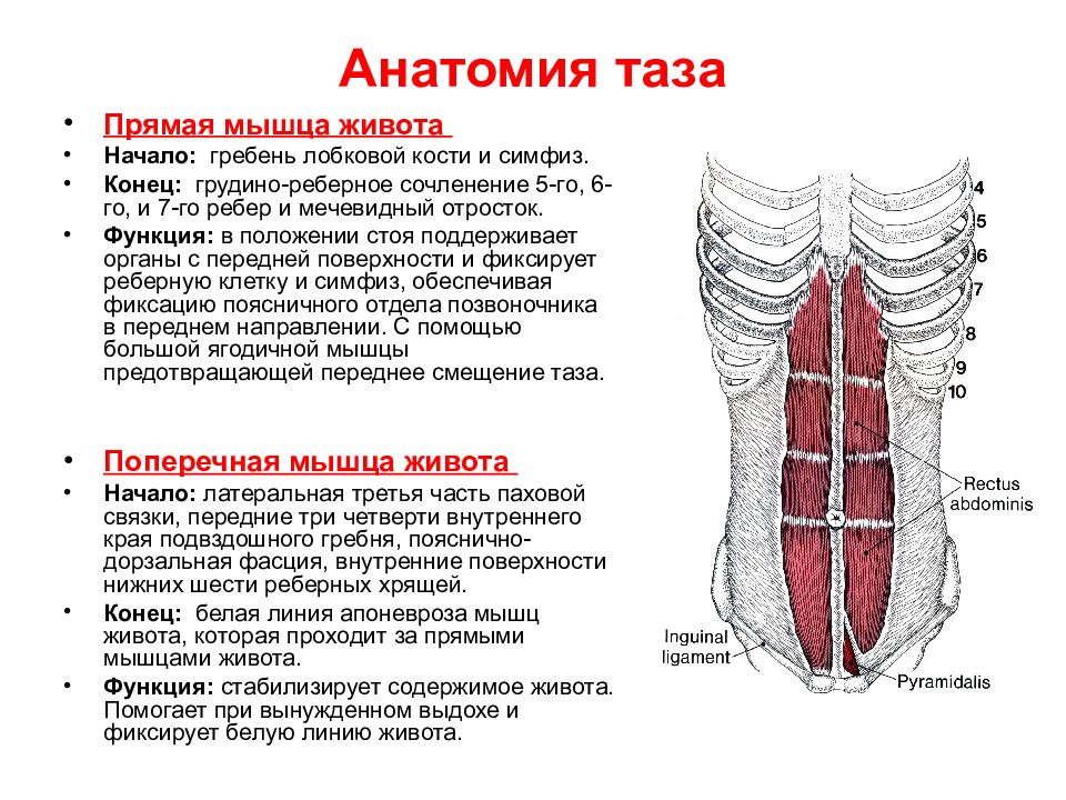 Прямая мышца где. Мышцы живота анатомия вид сбоку. Сухожильные перемычки прямой мышцы живота. Поперечная мышца живота анатомия функции. Прямая мышца живота анатомия функции.