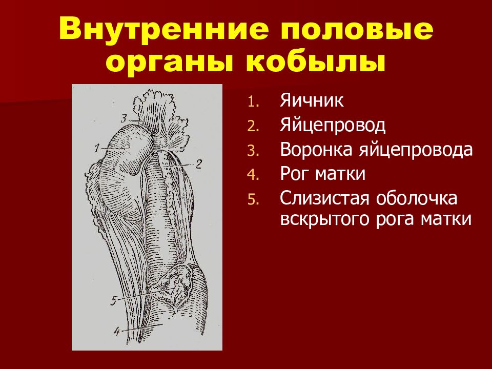 Половая анатомия