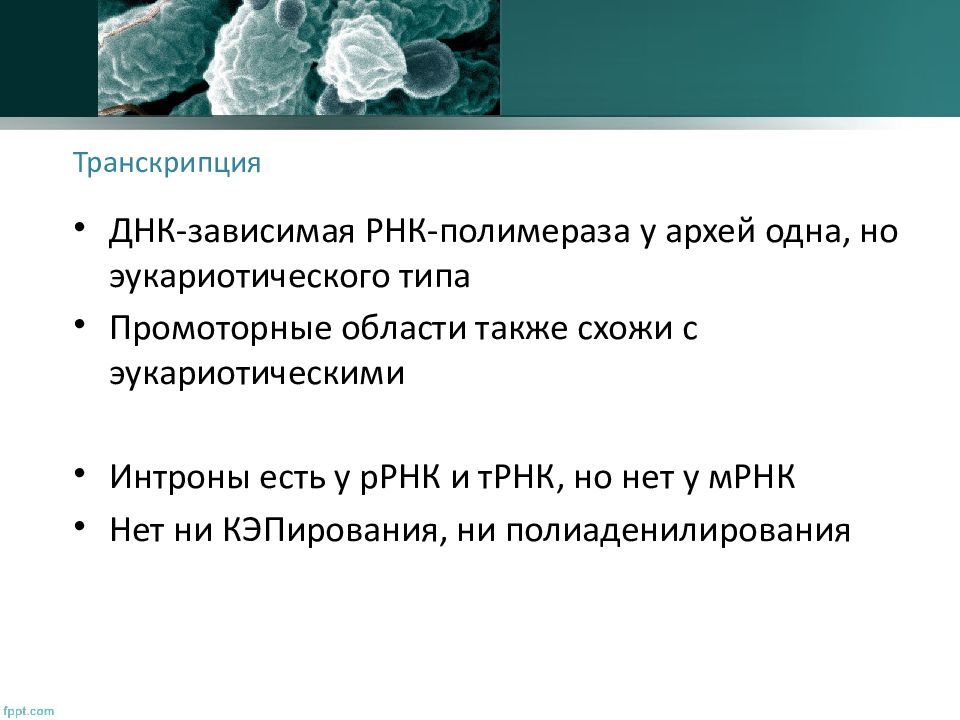 Важнейшим событием архея следует