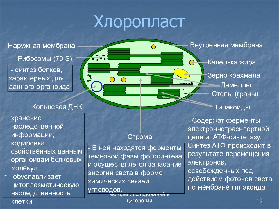 Процессы синтеза в живых клетках презентация 11 класс пономарева