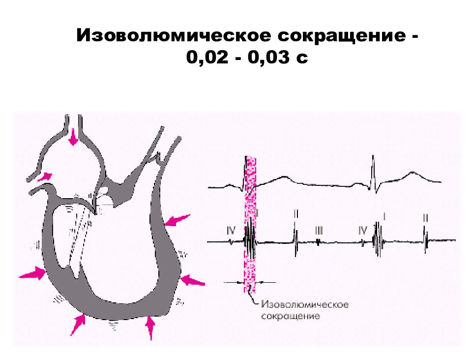 Фазы сокращения. Фаза изометрического сокращения сердца. Фаза изометрического сокращения систолы желудочков. Фаза изоволюмического сокращения. Изометрическое сокращение сердца.