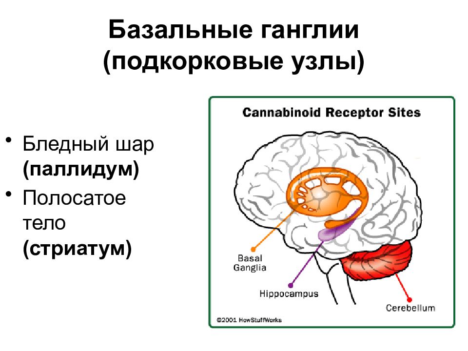 Подкорка головного мозга. Строение головного мозга базальные ганглии. Базальные ганглии функции. Базальные ганглии и стриатум. Базальные ядра строение полосатое тело.