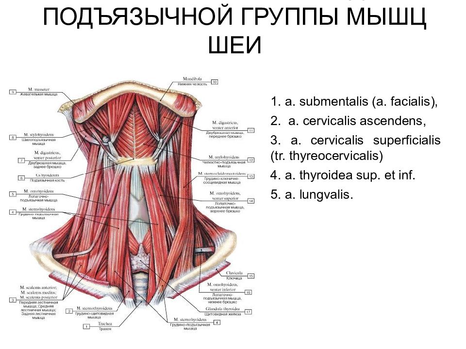 Строение шеи человека спереди в картинках