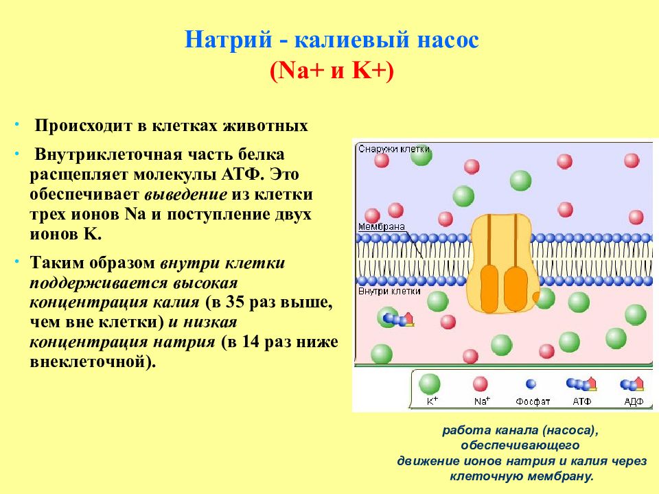 Белок в растениях.