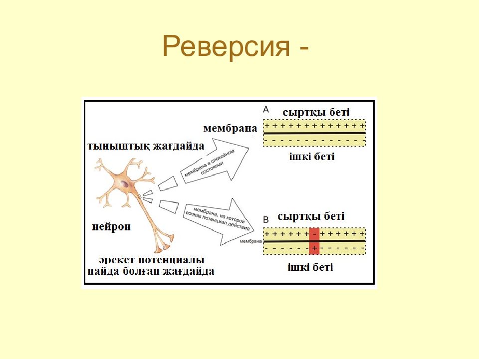 Реверсия в психологии. Реверсия. Реверсия (биология). Реверсия это простыми словами. Реверсия это в медицине.