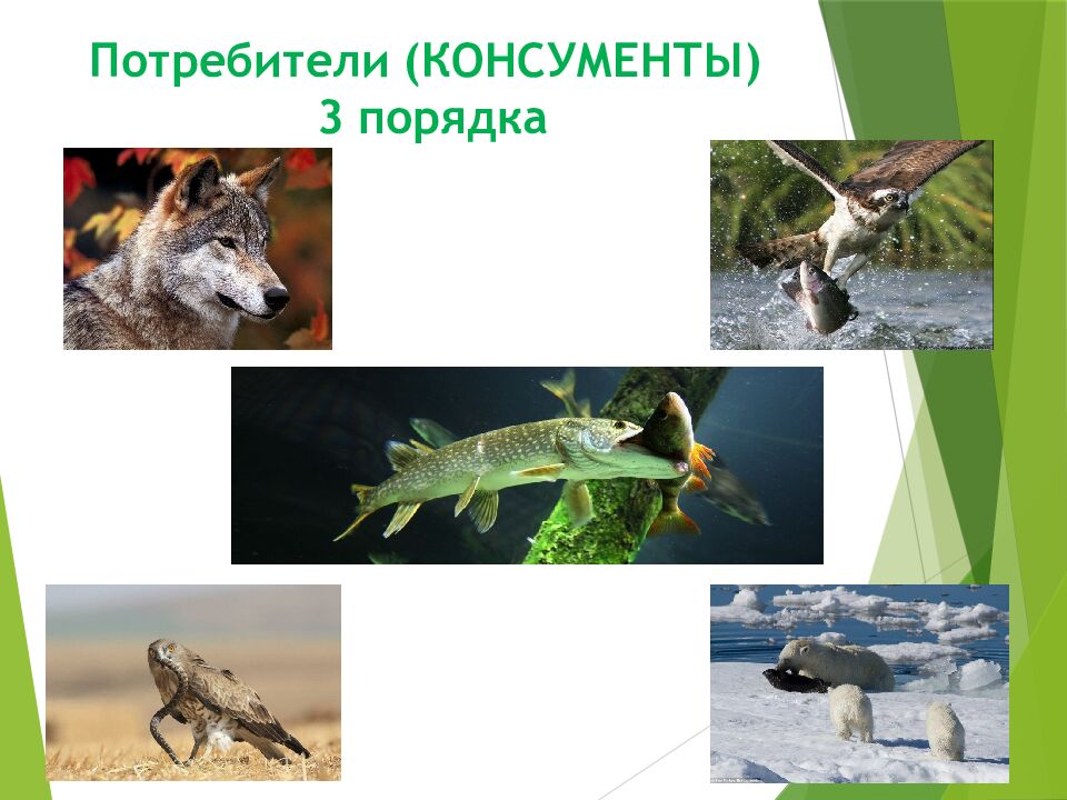 Потребители (КОНСУМЕНТЫ) 3 порядка