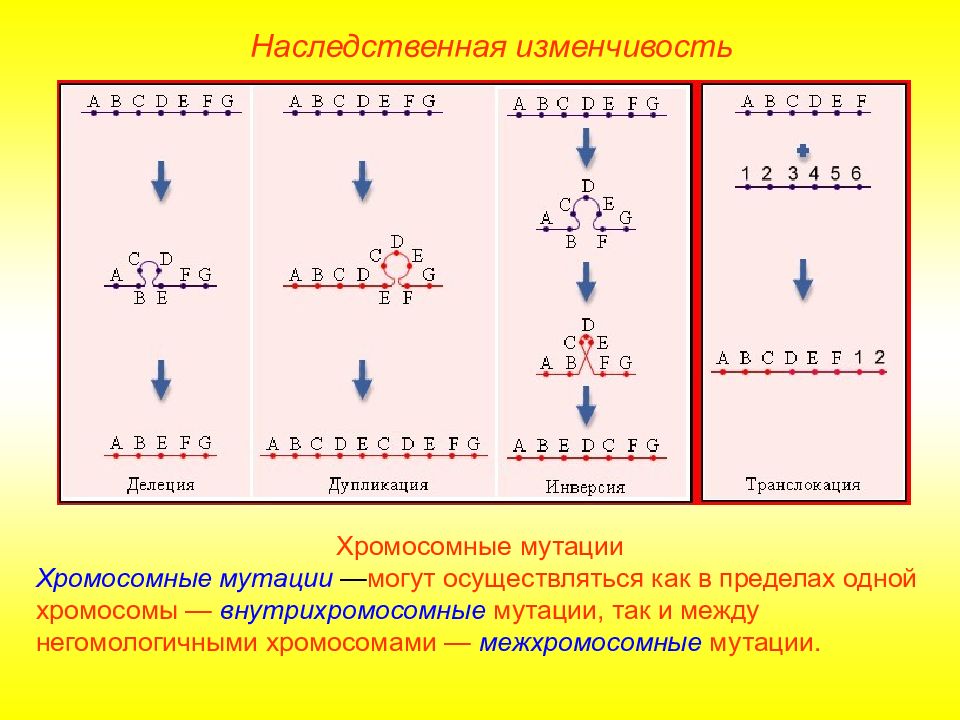 На схеме изображена мутация