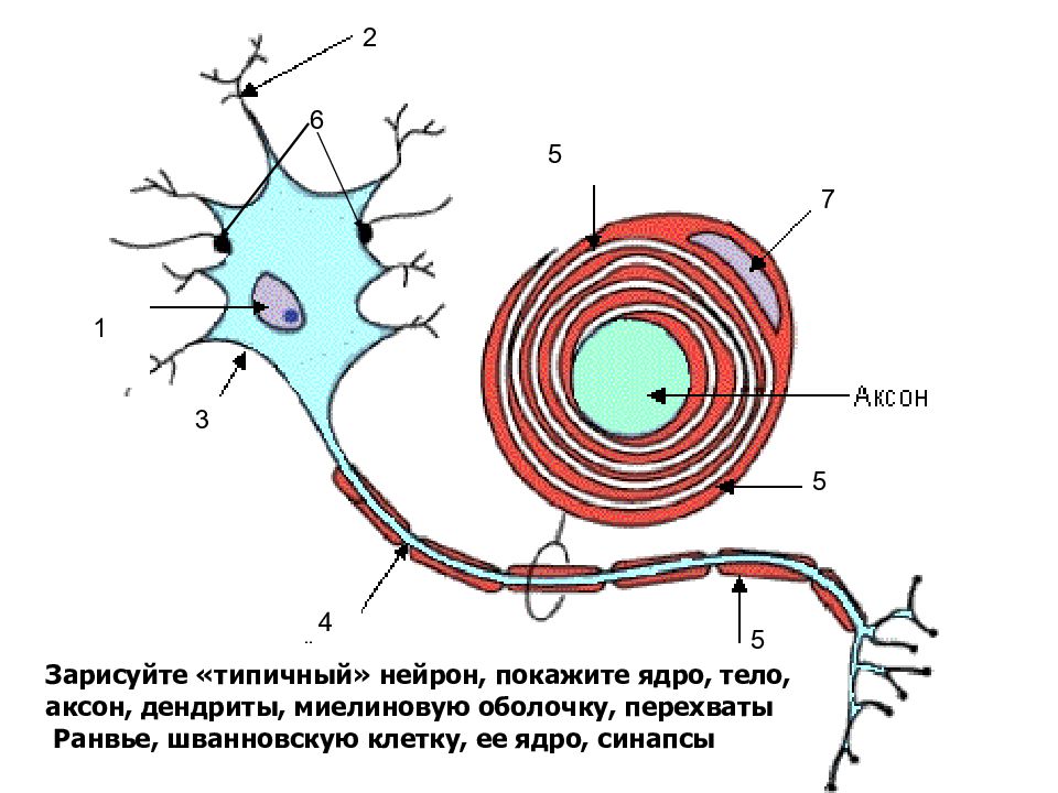 В составе какой ткани можно наблюдать изображенную на рисунке клетку 1 нервной 2 проводящей