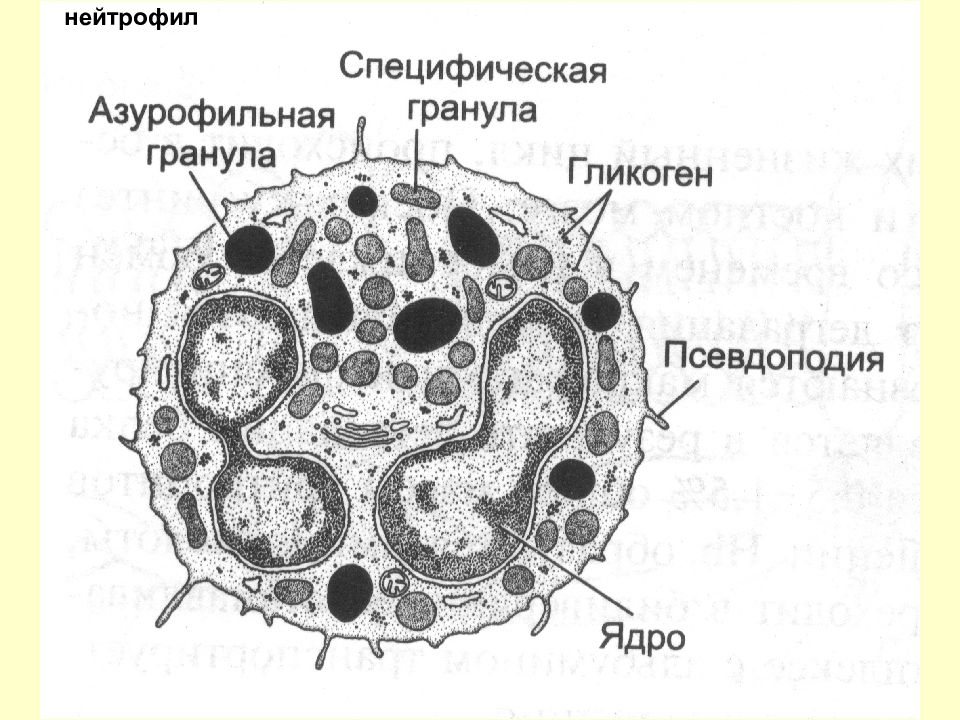 Нейтрофилы в костном мозге. Нейтрофилы строение гистология. Первичные гранулы нейтрофилов.