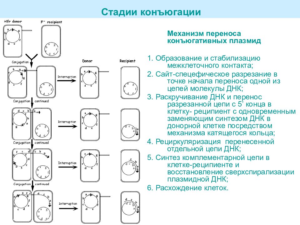 Стадии конъюгации инфузории