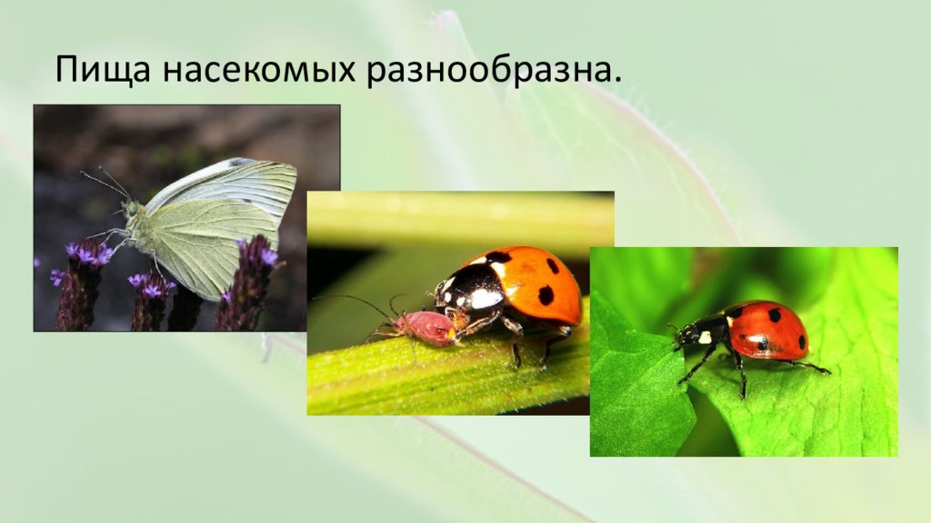 Питание насекомых. Характер питания насекомых. Питание насекомых презентация. Знание питание насекомых.
