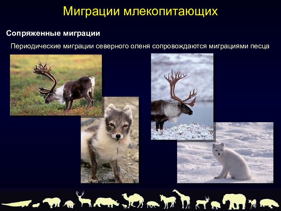 Северный олень приспособленность к среде обитания. Миграция млекопитающих. Сезонные миграции млекопитающих. Сезонные приспособления млекопитающих. Сезонная миграция животных.
