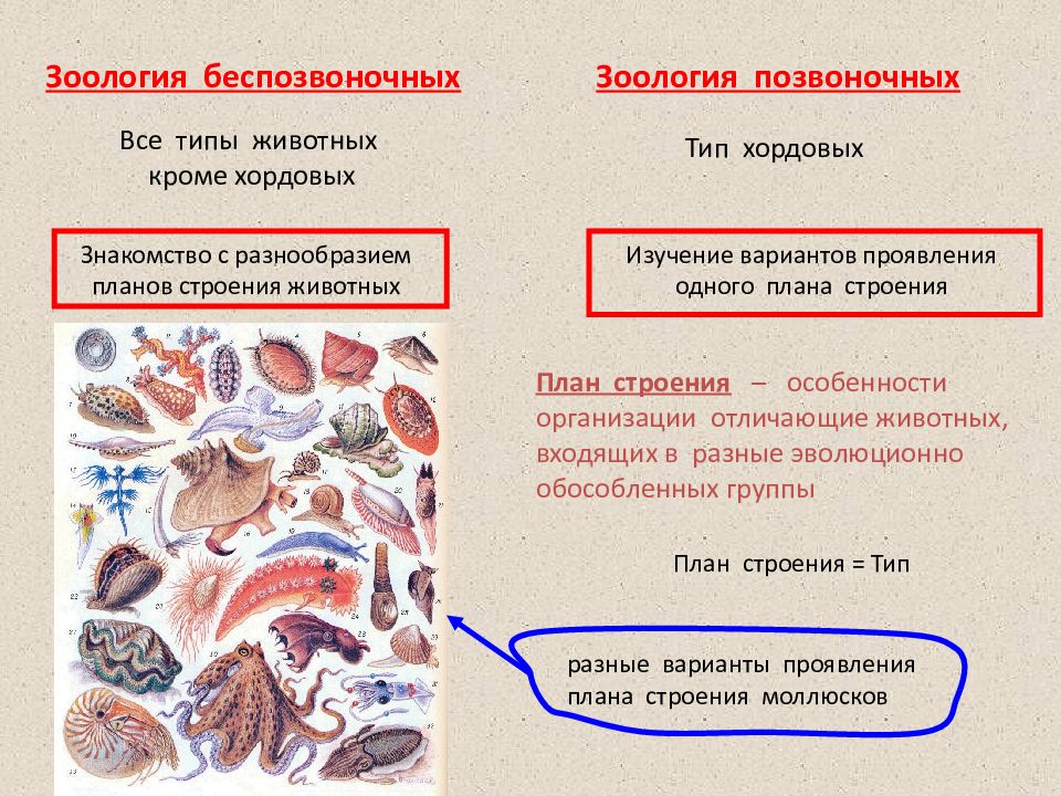 Презентация зоология наука о животных