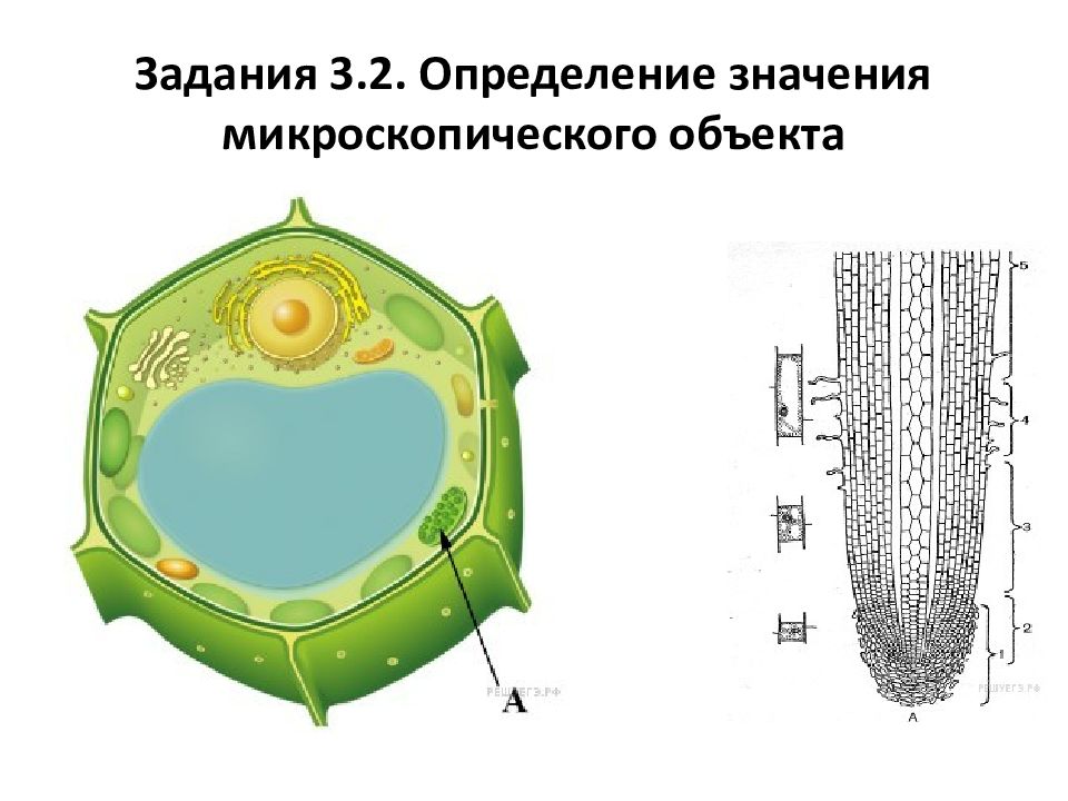 В изображенном на рисунке опыте экспериментатор закрыл лист герани с двух сторон черной бумагой так