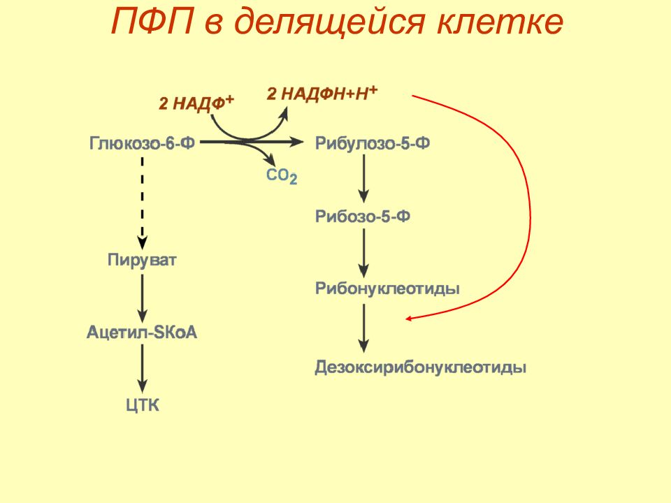 Схема обмена глюкозы в клетке