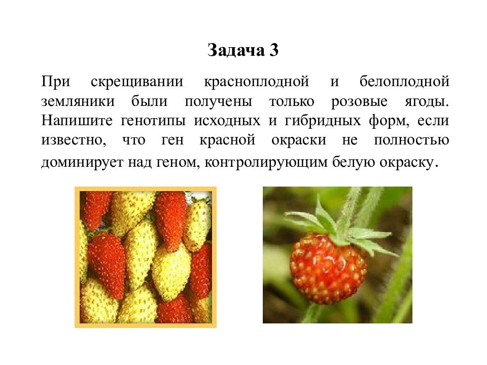 Скрещивание земляники. При скрещивании земляники. Растения красноплодной земляники при скрещивании. Скрещивания земляники с розовыми ягодами. При скрещивании красноплодной земляники с розовой.