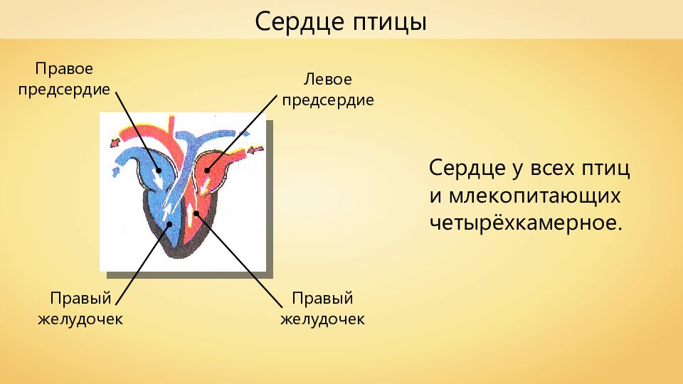 Рисунок сердца птиц