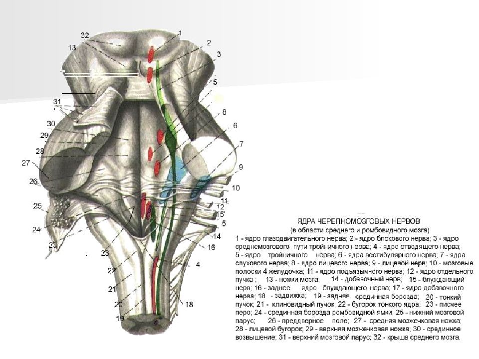 Ядра черепных нервов продолговатого мозга. Проекция ядра блокового нерва. Ромбовидная ямка ядра и нерва. Ромбовидная ямка мозга ядра. Ядро отводящего нерва ромбовидная ямка.