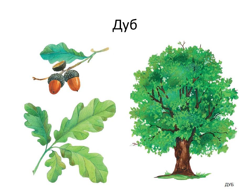 Дубы дуб 1 класс. Дуб дерево. Дуб для детей. Деревья ддлядошкольников.