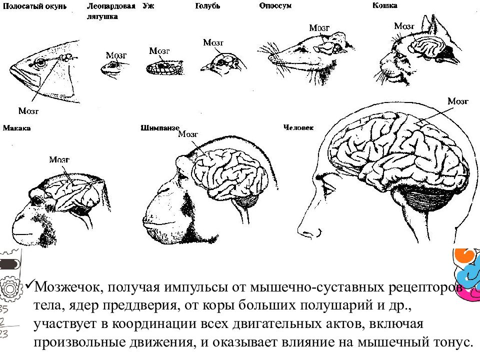 Эволюция размера мозга. Эволюция коры головного мозга. Строение головного мозга обезьяны. Размер мозга человека Эволюция. Развитие коры головного мозга у млекопитающих.