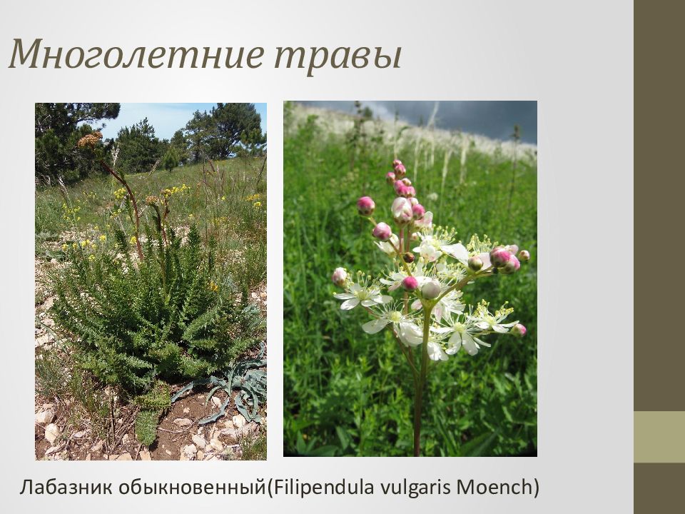 Покрытосеменные многолетние растения