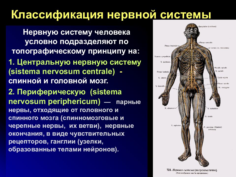 Схема классификации нервной системы