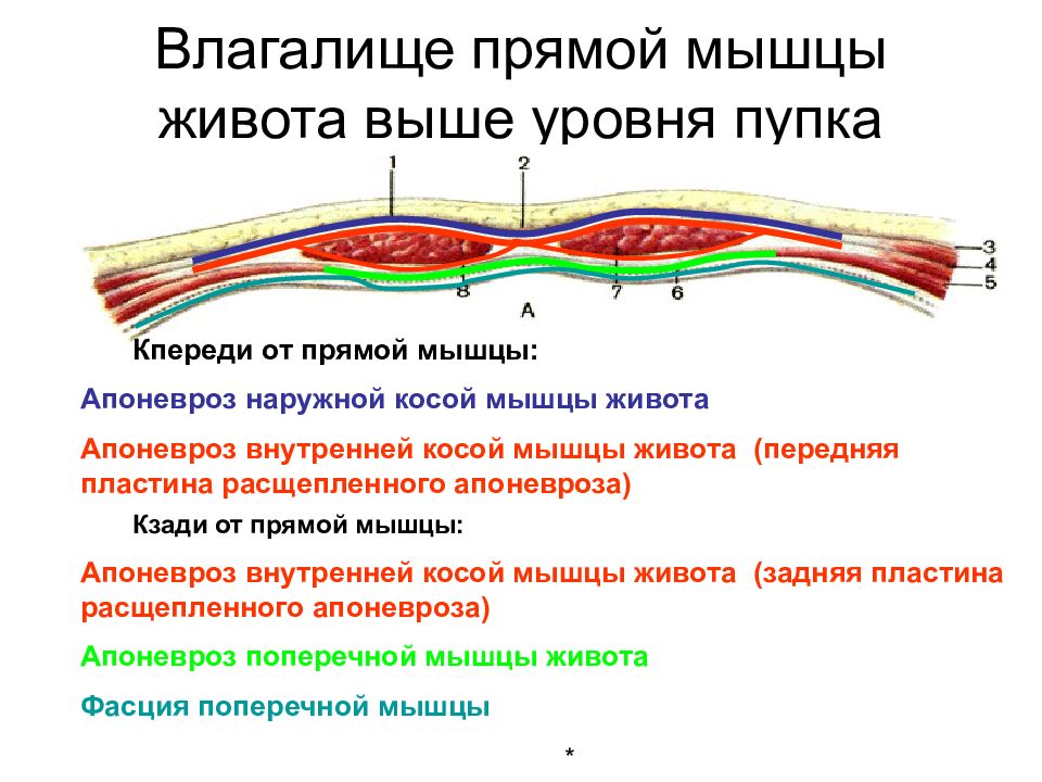 Топография передней брюшной стенки