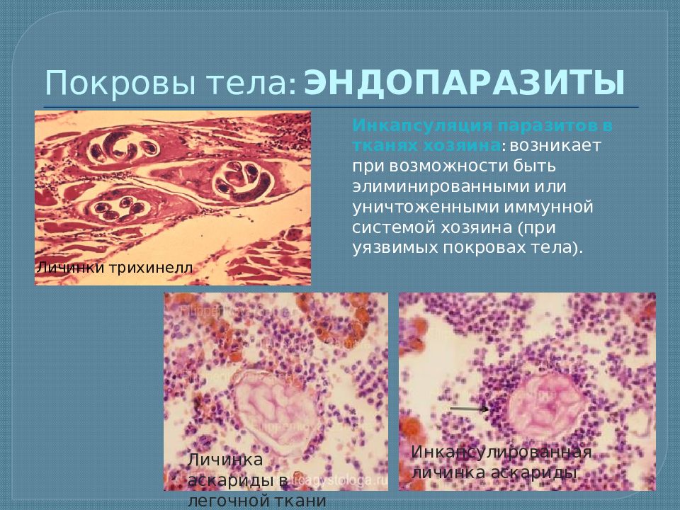 Эндопаразиты. Адаптации эндопаразитов. Инкапсуляция ткани. Адаптации паразитов к паразитическому образу жизни.