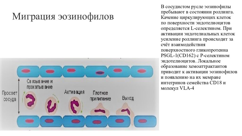 Эозинофилы иммуноглобулин. Миграция эозинофилов. Клетки предшественники эозинофилов. Миграция лейкоцитов. Схема активации эозинофила.