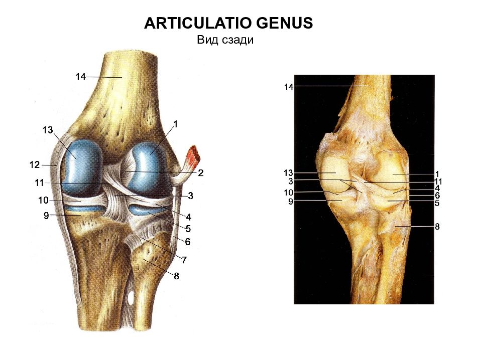 Соединение костей таза. Articulatio genus. Articulatio bicondylaris. Articulatio genus хрящи. Articulatio genus схема.