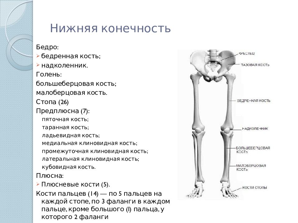 Кости суставы нижних конечностей. Большеберцовая кость голени. Бедренная кость анатомия строение. Нижние конечности человека анатомия кости берцовая кость. Кости нижней конечности человека бедренная кость.