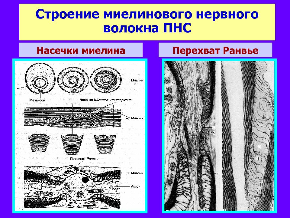 Рисунок миелиновые нервные волокна