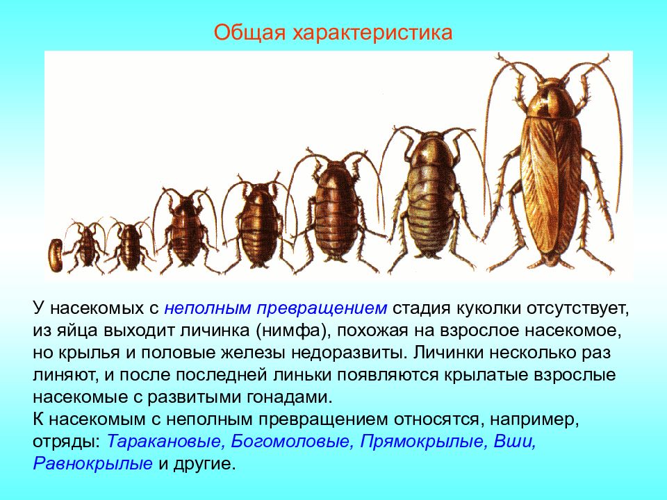 Развитие куколки. Неполное превращение насекомых стадии. Этапы развития насекомых. Неполный цикл развития насекомых. Стадия куколки у насекомых.