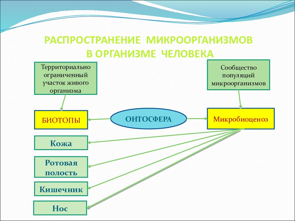 Территориально ограничены. Распространение микроорганизмов схема. Распространение микроорганизмов в природе. Распространение микроорганизмов в организме человека. Распространение микроорганизмов микробиология.