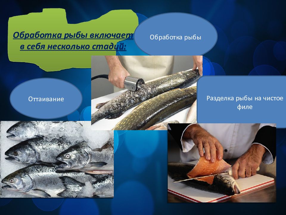 Организация обработки рыбы. Обработка рыбы. Технология обработки рыбы. Обработка рыбы с хрящевым скелетом. Обработка рыбы презентация.