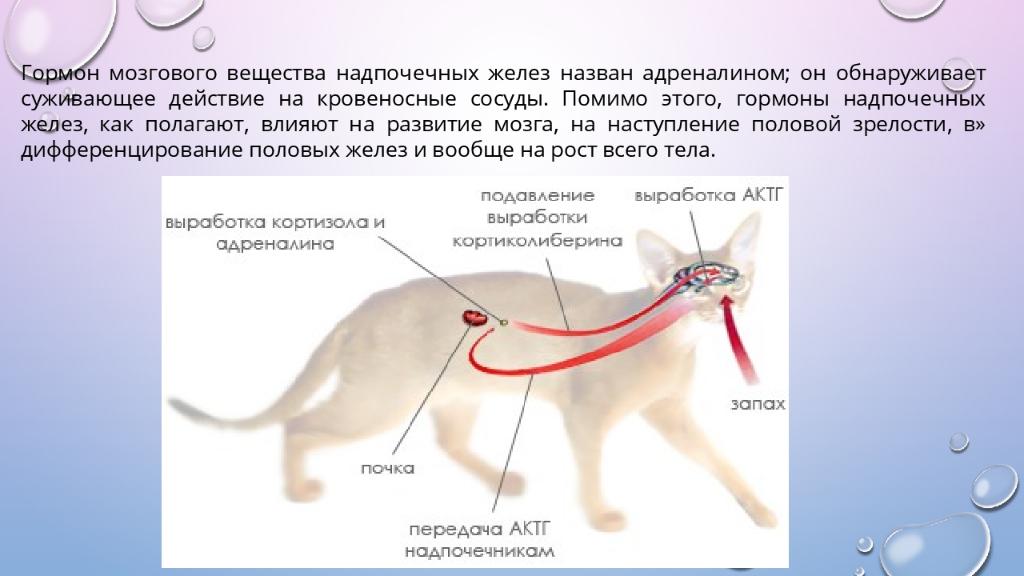 Железа каких животных. Железы внутренней секреции гормоны животных. Железы внутренней секреции животных анатомия. Строение желез внутренней секреции у животных. Железы внутренней секреции физиология животных.