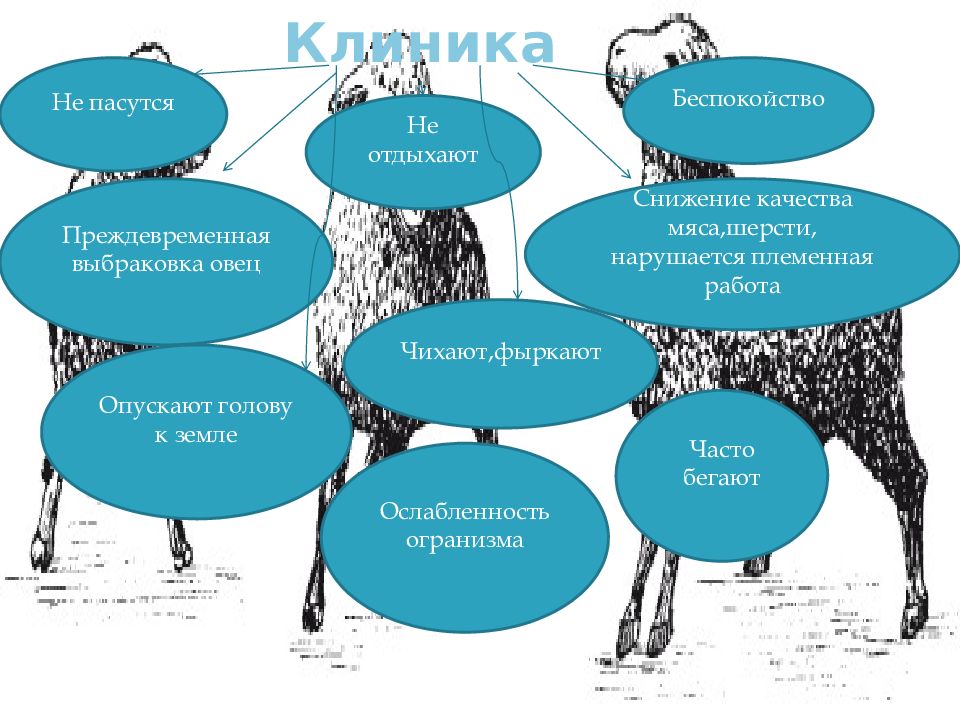 Презентация брадзот овец