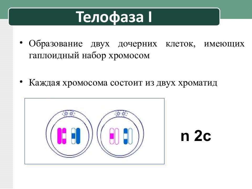 Телофаза набор хромосом. Телофаза II хромосомный набор. Телофаза набор 2 деление. Телофаза 2 хромосомы набор. Набор хромосом в телофазе 1.