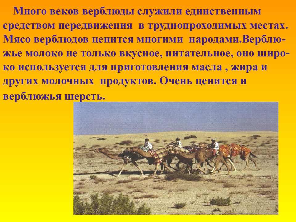 Как человек ведет хозяйство в пустыне сообщение. Человек в пустыне для презентации. Рассказ о пустынях 4 класс. Сообщение по пустыне. Презентация на тему жизнь в пустыне.