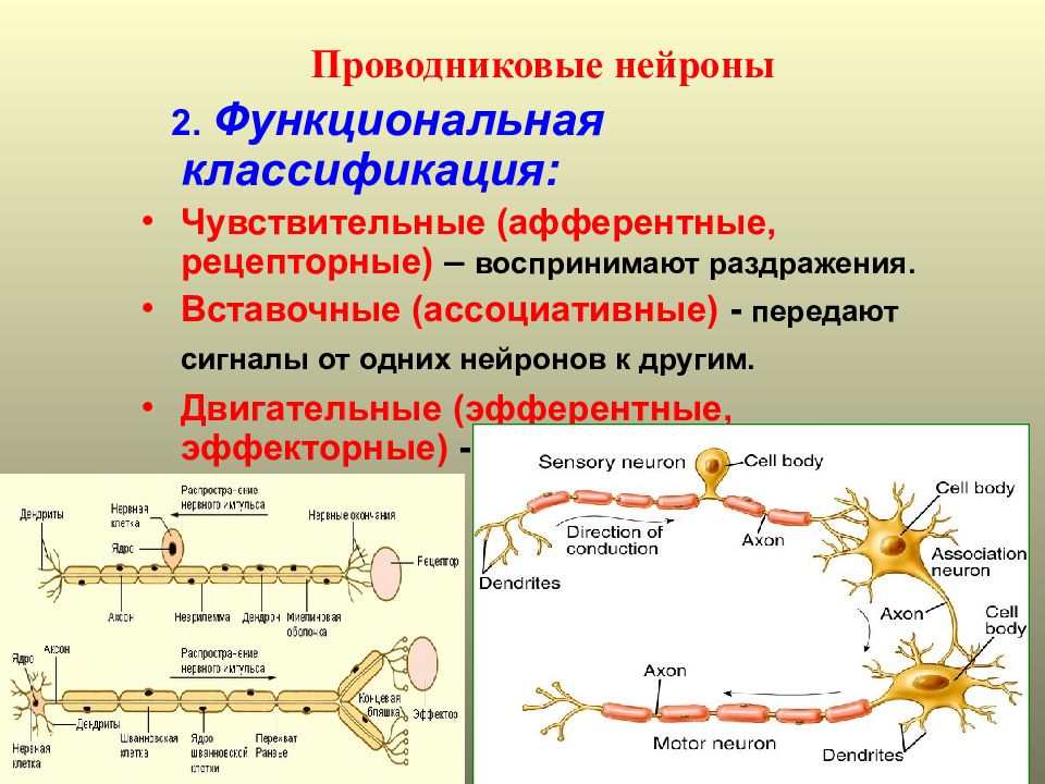 Поражения центрального двигательного нейрона. Нервная ткань делится на. Тканевые структуры нервной системы. Псевдоуниполярный Нейрон строение. Униполярные биполярные и мультиполярные Нейроны.