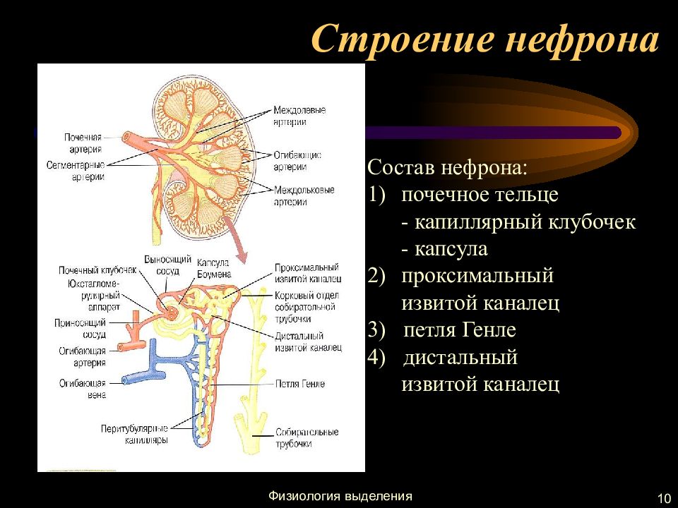 Строение физиология. Физиология нефрона почки. Физиология мочеобразования нефрон. Нефрон петля Генле физиология. Строение нефрона почки физиология.