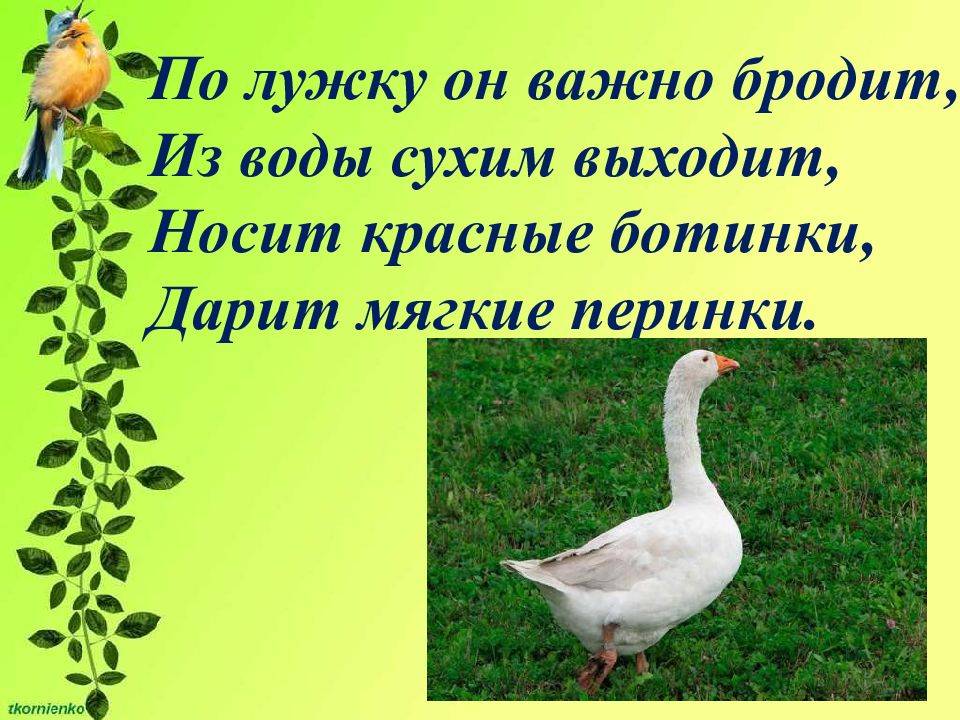 Надел выйти. По лужку он важно бродит из воды сухим. По лужку. По лужку он важно бродит из воды сухим выходит носит. По лужку он.