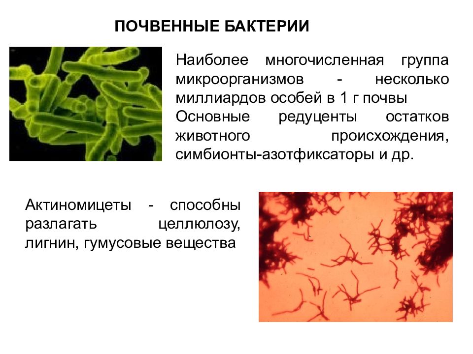 Роль бактерий в почве. Почвенные бактерии. Микроорганизмы в почве. Микрофлора почвы бактерии. Почвенная микробиология.